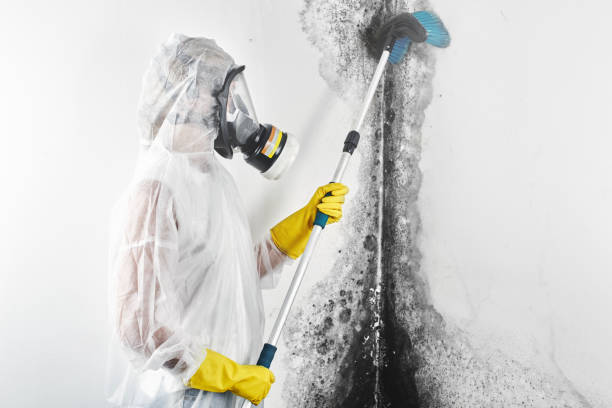 Best Emergency Mold Remediation  in Washburn, ND